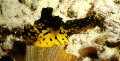 Gardiner's Banana Nudibranch